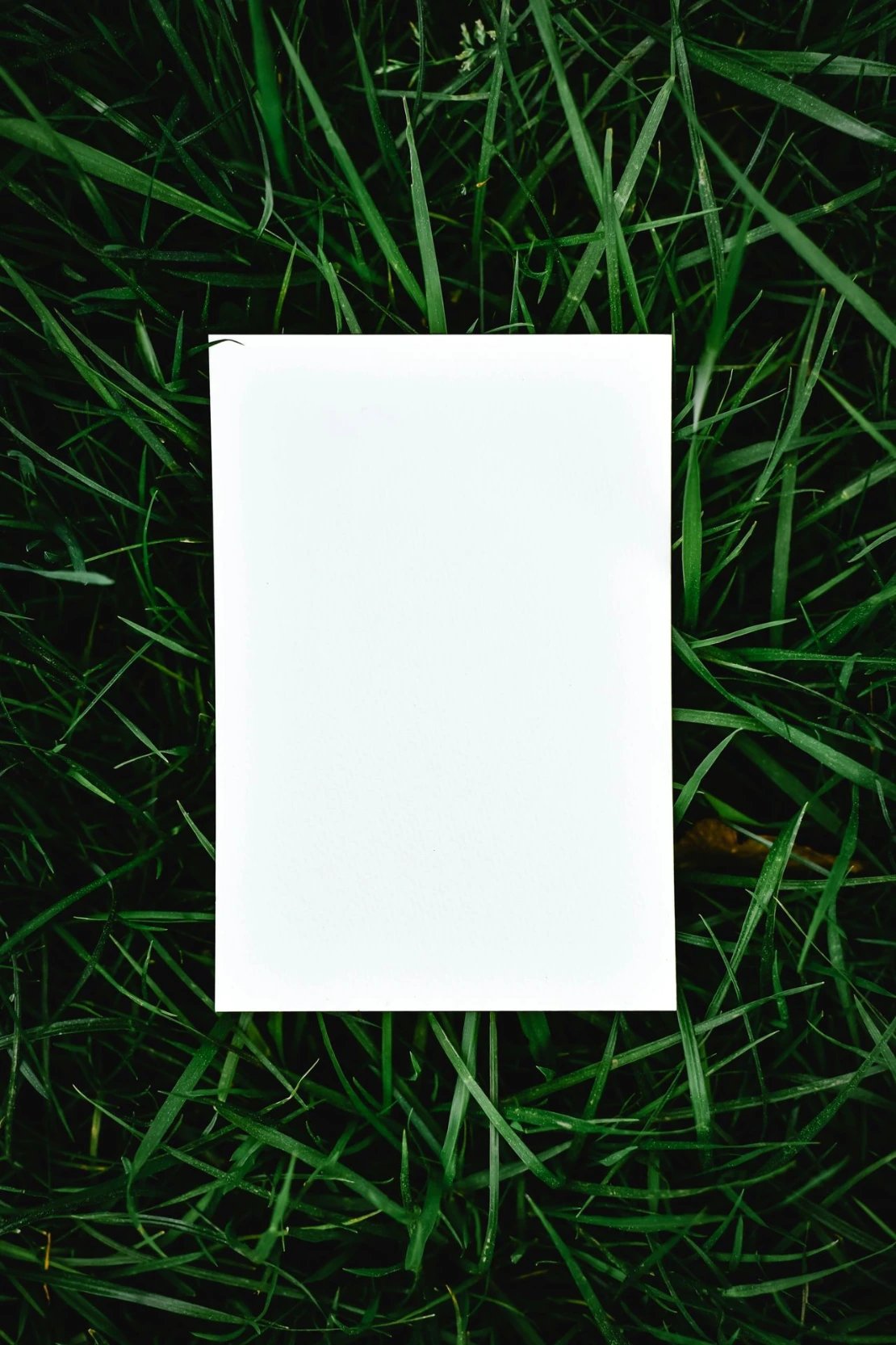 A blank card among leaves, representing discovery